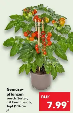 Kaufland Gemüse- pflanzen Angebot