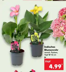 Kaufland Indisches Blumenrohr Angebot