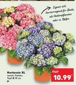Kaufland Hortensie XL Angebot