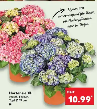 Kaufland Hortensie XL Angebot