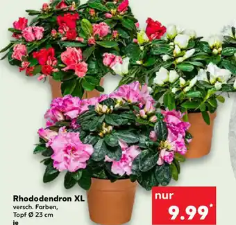 Kaufland Rhododendron XL Angebot