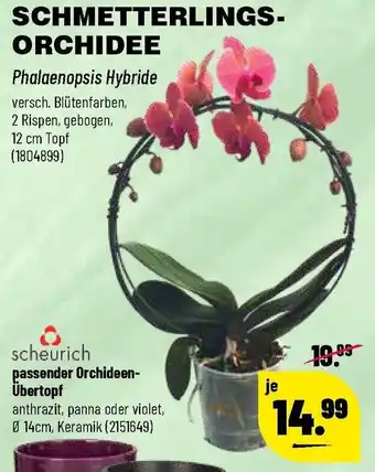 Leitermann Baumarkt Schmetterlings Orchidee Angebot