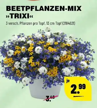 Leitermann Baumarkt Beetpflanzen Mix Trixi Angebot