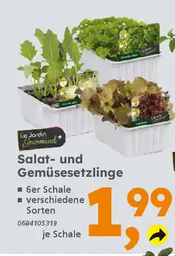 Globus Baumarkt Salat- und Gemüsesetzlinge Angebot