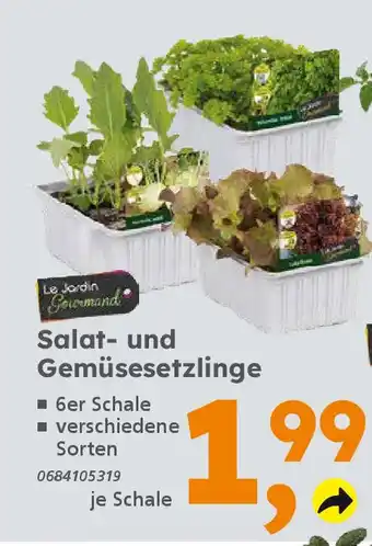 Globus Baumarkt Salat- und Gemüsesetzlinge Angebot
