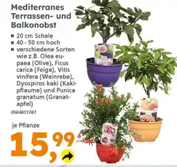 Globus Baumarkt Mediterranes Terrassen- und Balkonobst Angebot
