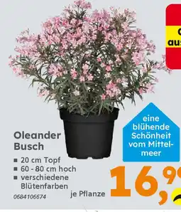 Globus Baumarkt Oleander Busch Angebot