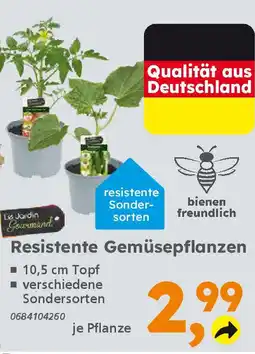 Globus Baumarkt Resistente Gemüsepflanzen Angebot