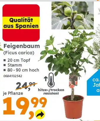 Globus Baumarkt Feigenbaum (Ficus carica) Angebot