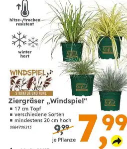 Globus Baumarkt Ziergräser,,Windspiel" Angebot
