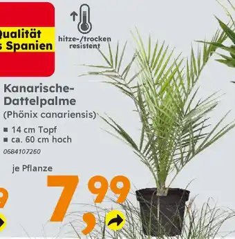 Globus Baumarkt Kanarische- Dattelpalme (Phönix canariensis) Angebot