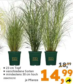 Globus Baumarkt Ziergräser,,Windspiel" Angebot