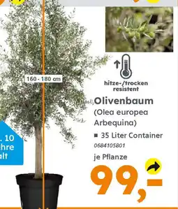 Globus Baumarkt Olivenbaum (Olea europea Arbequina) Angebot