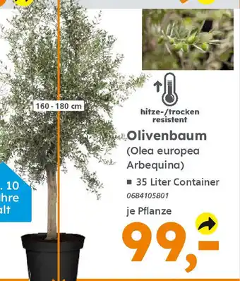 Globus Baumarkt Olivenbaum (Olea europea Arbequina) Angebot