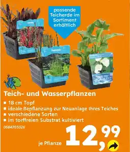 Globus Baumarkt Teich- und Wasserpflanzen Angebot