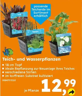 Globus Baumarkt Teich- und Wasserpflanzen Angebot