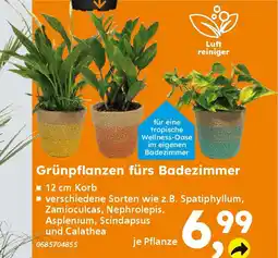 Globus Baumarkt Grünpflanzen fürs Badezimmer Angebot