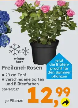 Globus Baumarkt Freiland-Rosen Angebot