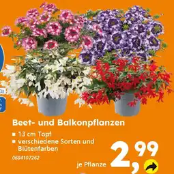 Globus Baumarkt Beet- und Balkonpflanzen Angebot