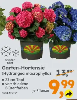 Globus Baumarkt Garten-Hortensie (Hydrangea macrophylla) Angebot
