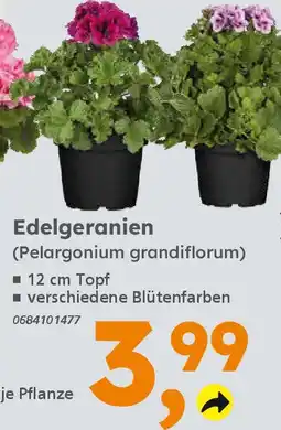 Globus Baumarkt Edelgeranien (Pelargonium grandiflorum) Angebot