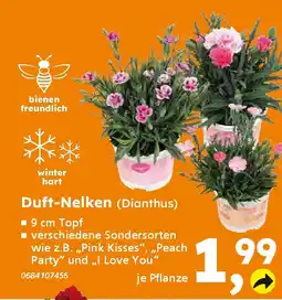 Globus Baumarkt Duft-Nelken (Dianthus) Angebot