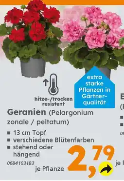 Globus Baumarkt Geranien (Pelargonium zonale/peltatum) Angebot