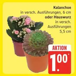 Edeka Kalanchoe oder Hauswurz Angebot