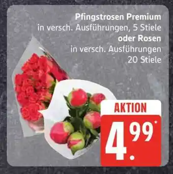 Edeka Pfingstrosen Premium oder Rosen Angebot