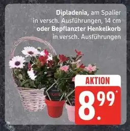 Edeka Dipladenia, am Spalier oder Bepflanzter Henkelkorb Angebot