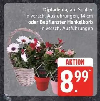 Edeka Dipladenia, am Spalier oder Bepflanzter Henkelkorb Angebot