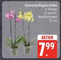 Edeka Schmetterlingsorchidee Angebot