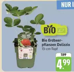 Edeka Bio Erdbeerpflanzen Delizzio Angebot
