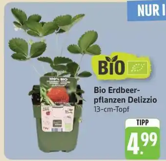 Edeka Bio Erdbeerpflanzen Delizzio Angebot