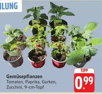 Edeka Gemüsepflanzen Angebot