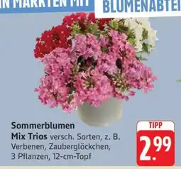 Edeka Sommerblumen Mix Trios Angebot