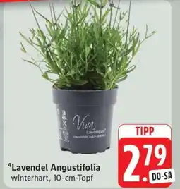 Edeka Lavendel angustifolia Angebot