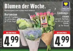 Edeka Blumen der Woche Angebot