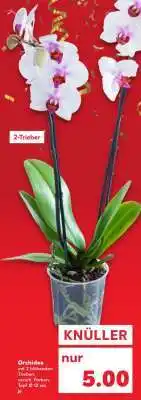 Kaufland Orchidee Angebot