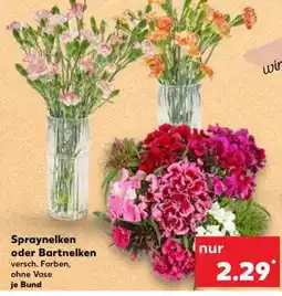 Kaufland Spraynelken oder Bartnelken Angebot