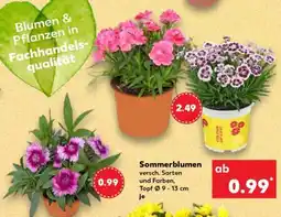 Kaufland Sommerblumen Angebot