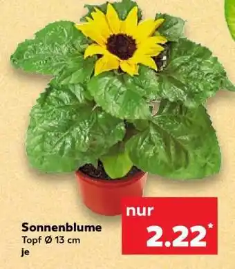 Kaufland Sonnenblume Angebot