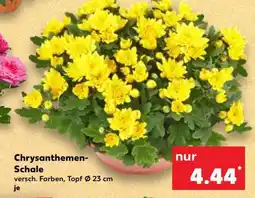 Kaufland Chrysanthemen­ schale Angebot