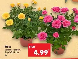 Kaufland Rose Angebot