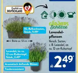 Aldi Süd Lavendelpflanzen Angebot
