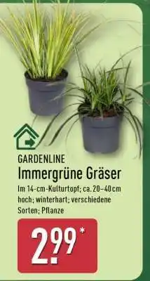 Aldi Nord Immergrüne Gräser Angebot
