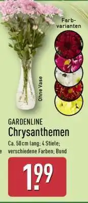 Aldi Nord GARDENLINE Chrysanthemen Angebot