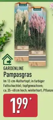 Aldi Nord Pampasgras Angebot
