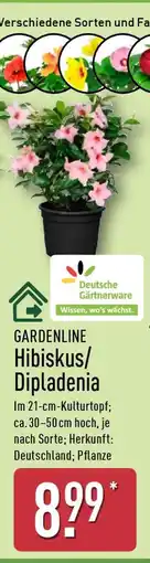 Aldi Nord GARDENLINE Hibiskus/Dipladenia Angebot