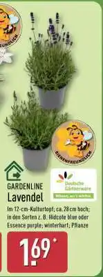 Aldi Nord GARDENLINE Lavendel Angebot